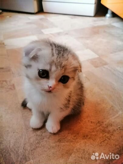 Шотландская вислоухая (мальчик.)