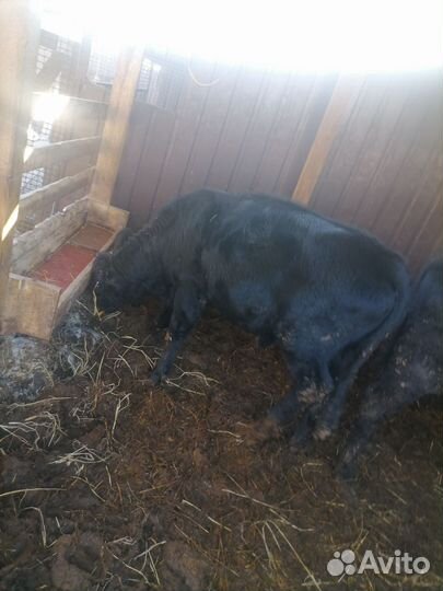 Бычок ангус