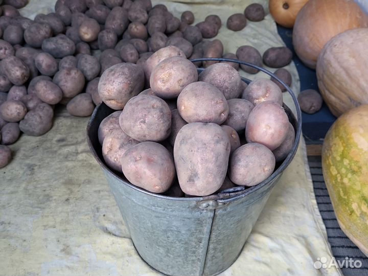 Продам картошку