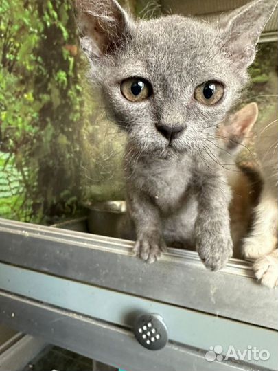 Серый котёнок из приюта бесплатно