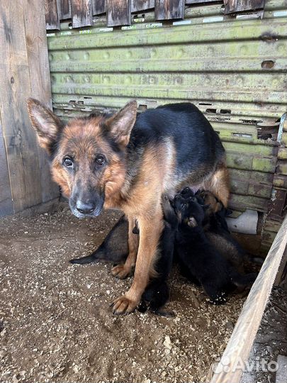 Щенки немецкой овчарки