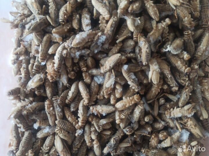 Корм для стрижа, Корм для стрижей. Корм для птиц