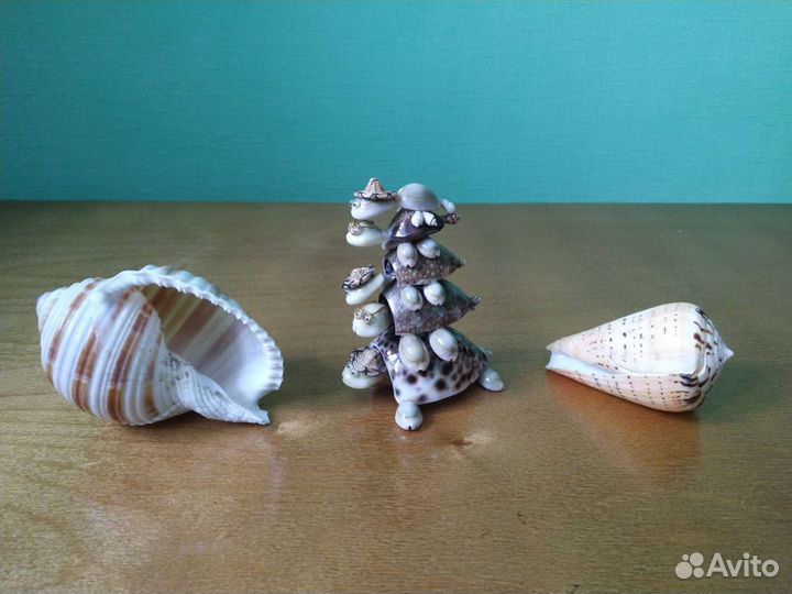 Набор ракушек, 5 черепашек из ракушек, Тайланд