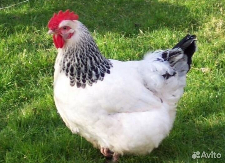 Несушки Доминант молодки и Петухи
