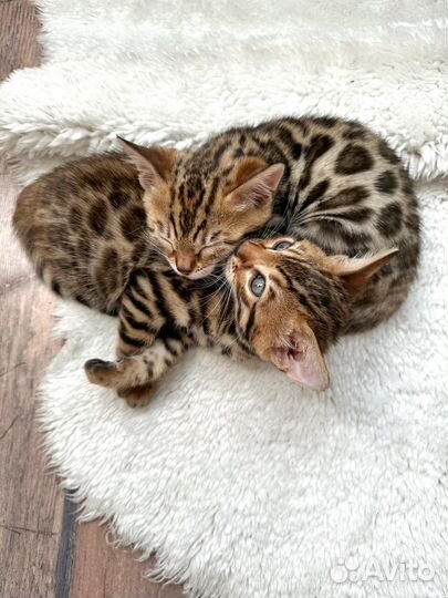 Бенгальский котёнок