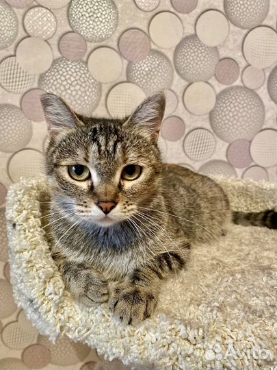 Шанс для Манечки