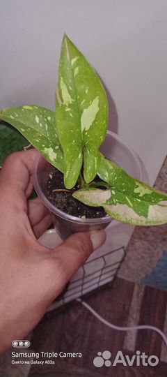 Сингониумы коллекционные