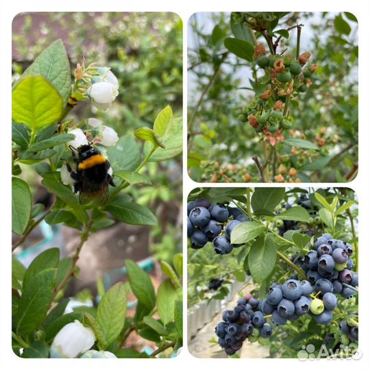 Навоз сыпец,чернозем хороший,торф привезу от 20м