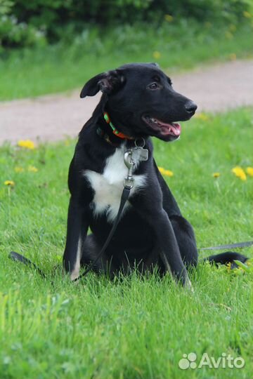 Щенок девочка Звездочка в добрые руки бесплатно