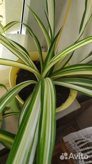 Микс 3х Хлорофитумов