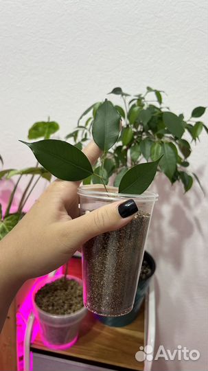 Фикус бенджамина