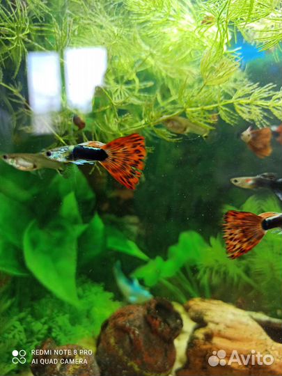 Гуппи 