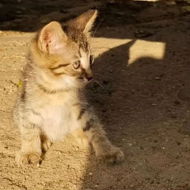 Котёнок в добрые руки