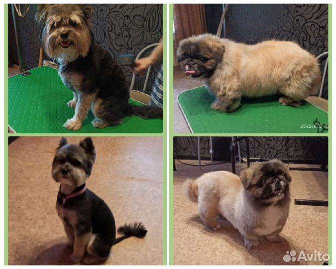 Грумер стрижка собак