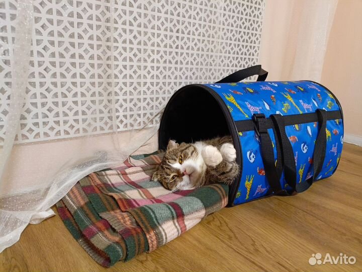 Кот в добрые руки