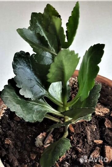 Каланхоэ цветущий Каландива