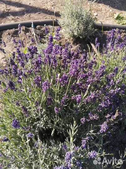 Семена лаванды