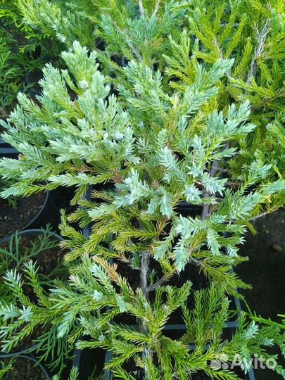 Можжевельник Блю Карпет (Blue Carpet)