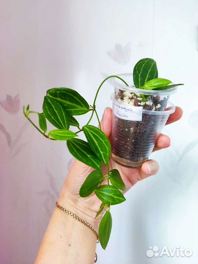 Дисхидия Ovata