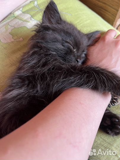 Черный пушистый котенок