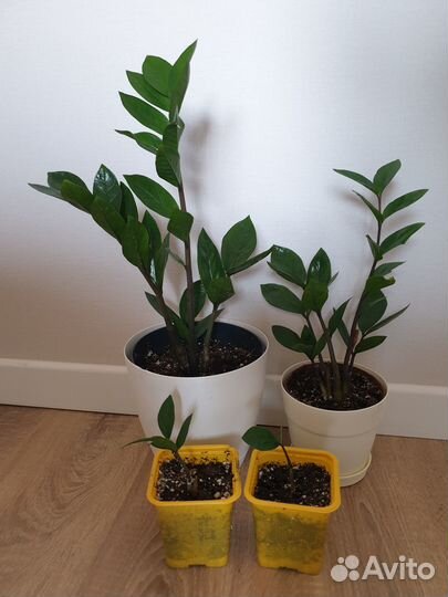 Замиокулькас