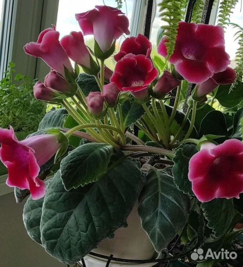 Глоксинии Синнингия, Аванти