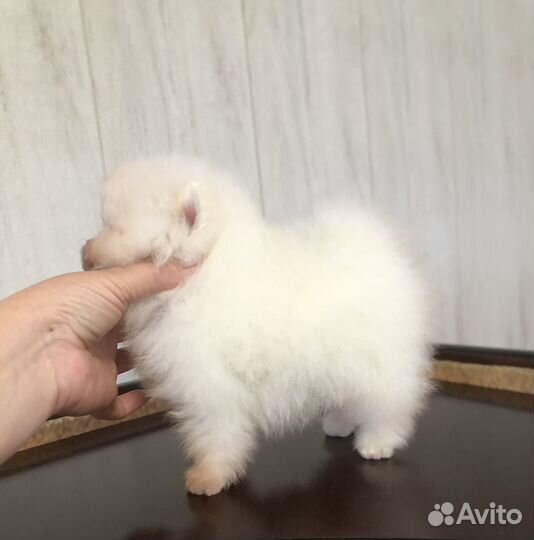 Померанский шпиц мини