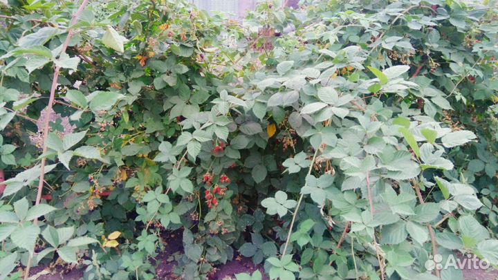 Саженцы ежевики