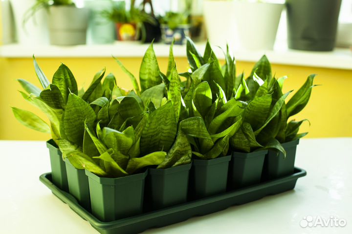 Сансевиерия ханни