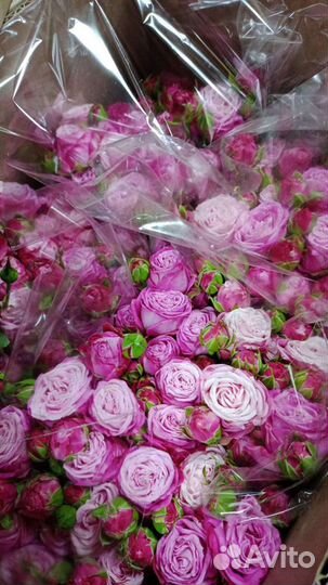 Пионовидные розы кустовые, Бомбастик, доставка