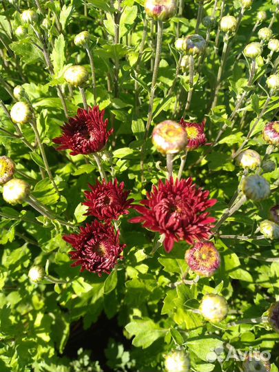 Хризантема кустовая