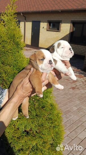 Английский бульдог щенки