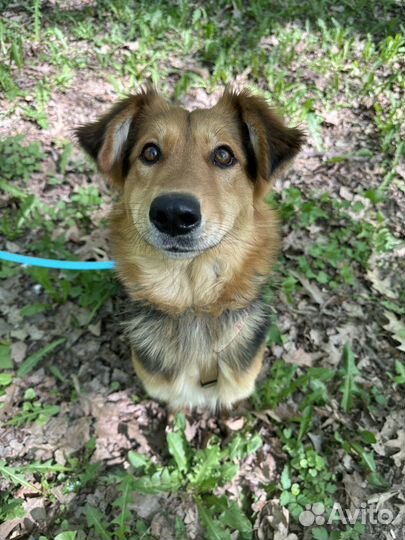 Собака в добрые руки