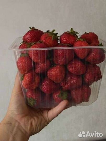 Клубника свежая экологически чистая (пока стоп)