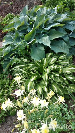 Хоста голубая и золотистая