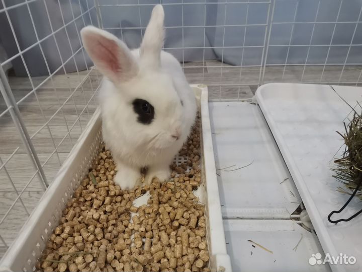 Декоративные кролики карликовый рекс