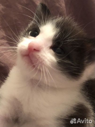 Котенок 1 месяц мальчик