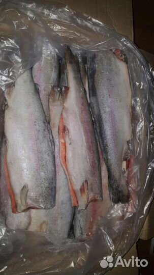 Форель свежемороженная