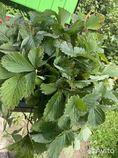 Клубника разных сортов саженцы