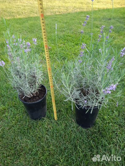 Многолетние цветы