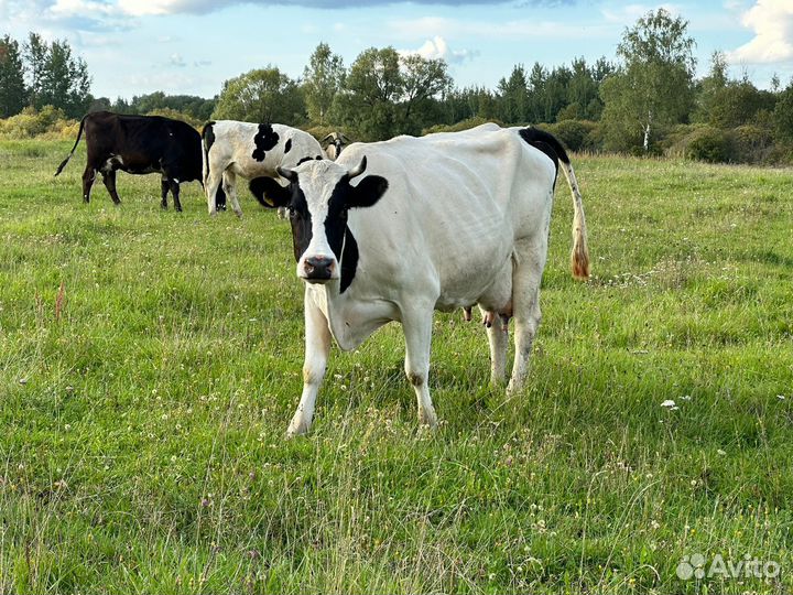 Корова дойная