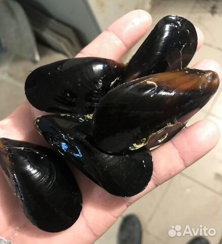Мидии, устрицы живые