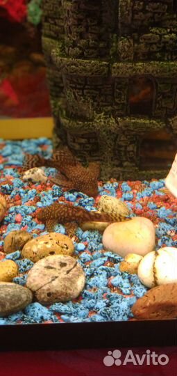 Сомики анциструсы