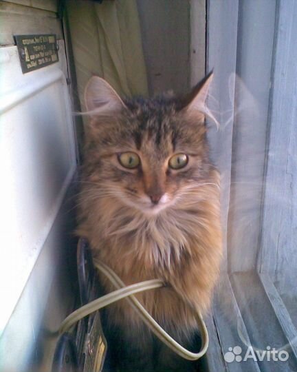 Норвежской лесной кошечка