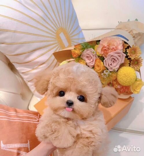 Мальтипу микро девочка import one in a million