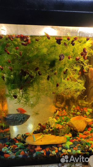 Улитки аквариумные