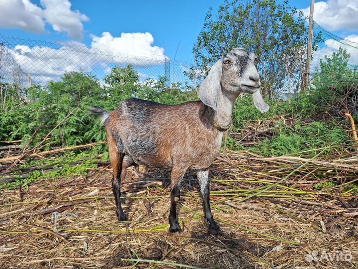 Козы камри/Нубийские