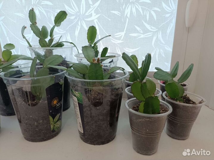 Рипсалидопсис укоренённые черенки