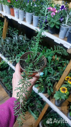 Тысячелистник