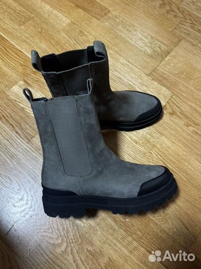 Челси kennel & schmenger